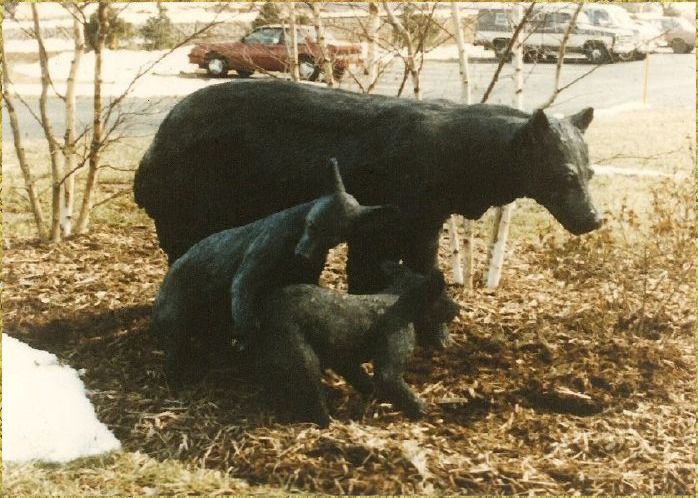 Black Bear with Cubs